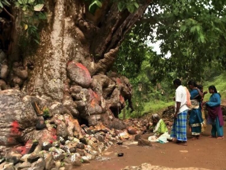 The 6000-Year-Old Sampige Tree of BR Hills