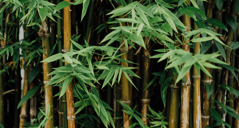 37,000-Year-Old Bamboo from Manipur’s Imphal Valley — Ice Age’s Silent Survivor 🌿