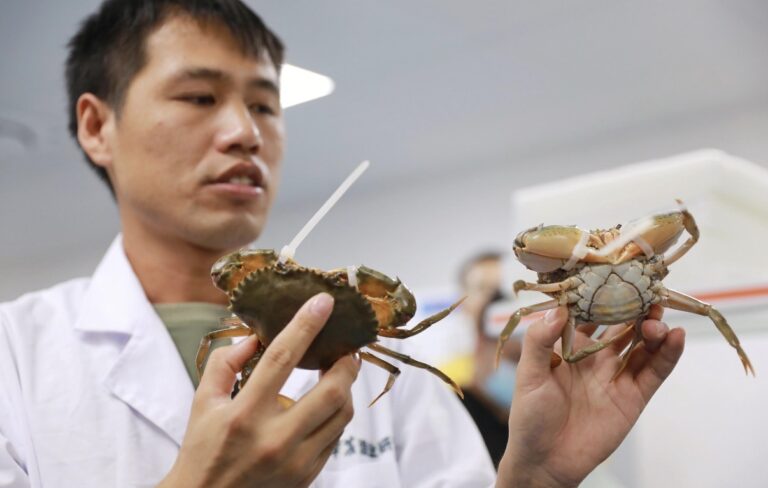 The Crab That’s Both Male and Female: Kerala’s Rare Vela Carli Discovery